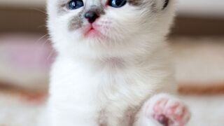 Cute funny cat