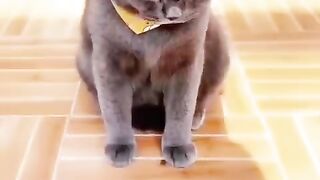 Trending laugh with cat