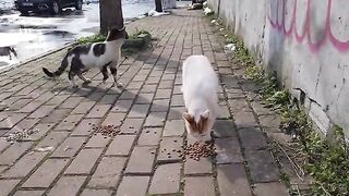 funny cat,cat