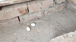 Pigeons are building their own nest || And after 16 days the pigeons babys hatched
