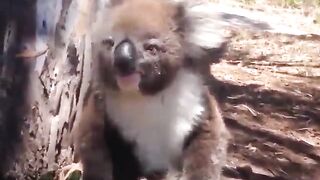 funny video
