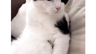 Funny cato