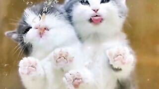 Cute cats