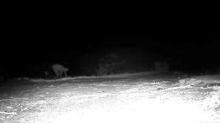 Catch On Camera Night