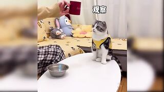 funny cat,dog,cats video