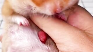 hamster storage reveal