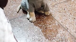 Labrador pumpy speak command/bella
