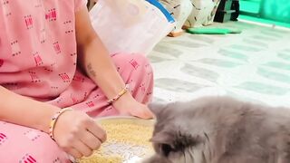 Trending pets animal//fail///fail oops moment