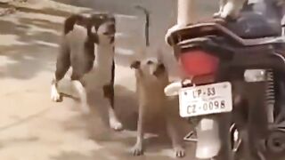 Wao funny dogs video