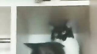 Funniest Cats | funny Animals | Try To Not Laugh
