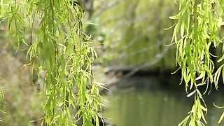 ✅Música relaxante e agradável para o ambiente de trabalho trazendo paz interior #Shorts