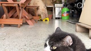 Cat ???????? Beautiful