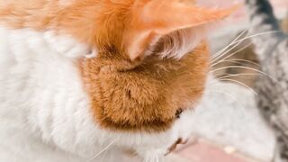 Cat Brown white