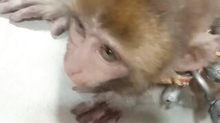 Monkey funny video