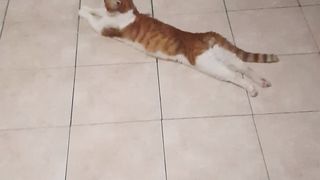 mon chat se croit au club Med