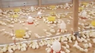 chicken management