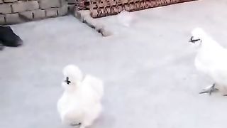 White silky is white ll the silky white