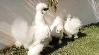 Silky birds are silky