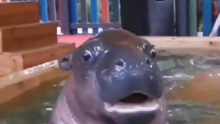 Water animals are playing with toys