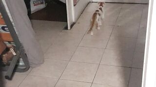 chat et humour