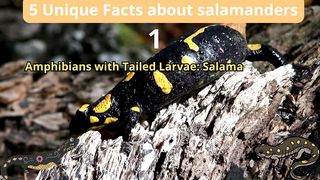 5 Unique Facts about salamanders