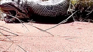 A greedy monster cannot easily swallow python