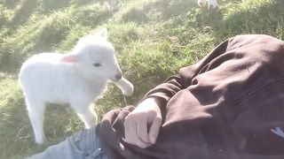 Cute Lamb Needs Attention