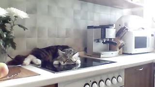 Никифор кот-грубиян - огрызается, несуразно выражается, спорит с хозяйкой