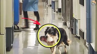 Собака внезапно примчалась в больницу. Медсестра начала плакать, когда увидела