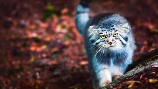 Почему манула нельзя держать дома Суровый хищник, которого нельзя приручить.