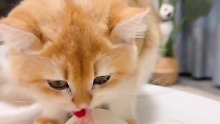 Cat Cuisine ASMR: The Tingles of Kitty's Mealtime