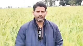 गेंहूँ MSP 2024 में मिलेगा 2700 रुपये/कुंटल