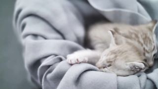 10 причин завести кота