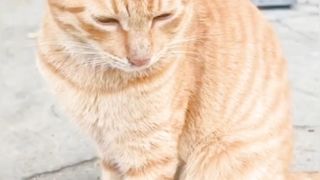 Funny animals