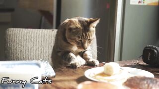 A collection of funny and adorable cat videos part 3