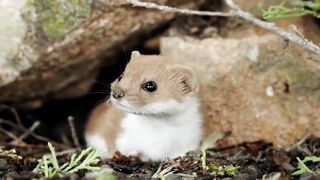 Ласка – неугомонный истребитель всего живого! Самый маленький и кровожадный хищн