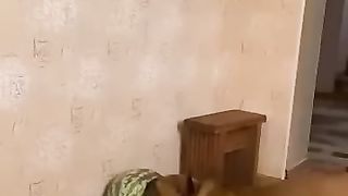 Я РЖАЛ ДО СЛЕЗ ????