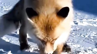 The fox buried the yummy in the snow