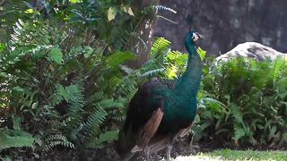 peacock daning