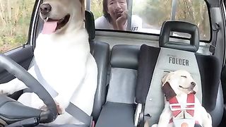 The driver dog