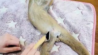 Thursday is SPA day, even a slow loris knows that.