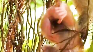 monkey child stuck in a tree crying