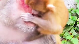 beautiful yellow fur baby monkey