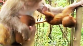 The mother monkey looks after her two children well
