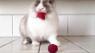 Кричащие  кролики