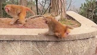Monkeys feast on orange fruit
