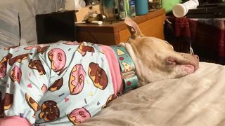 He wants to sleep and barking also