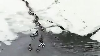 Ducks tend to move in a line to disperse rivals for food, and to minimise the target size for a predator.