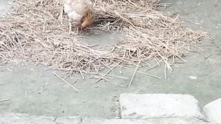 Hen Eating