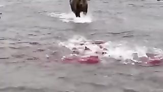 The beer is hunting fish